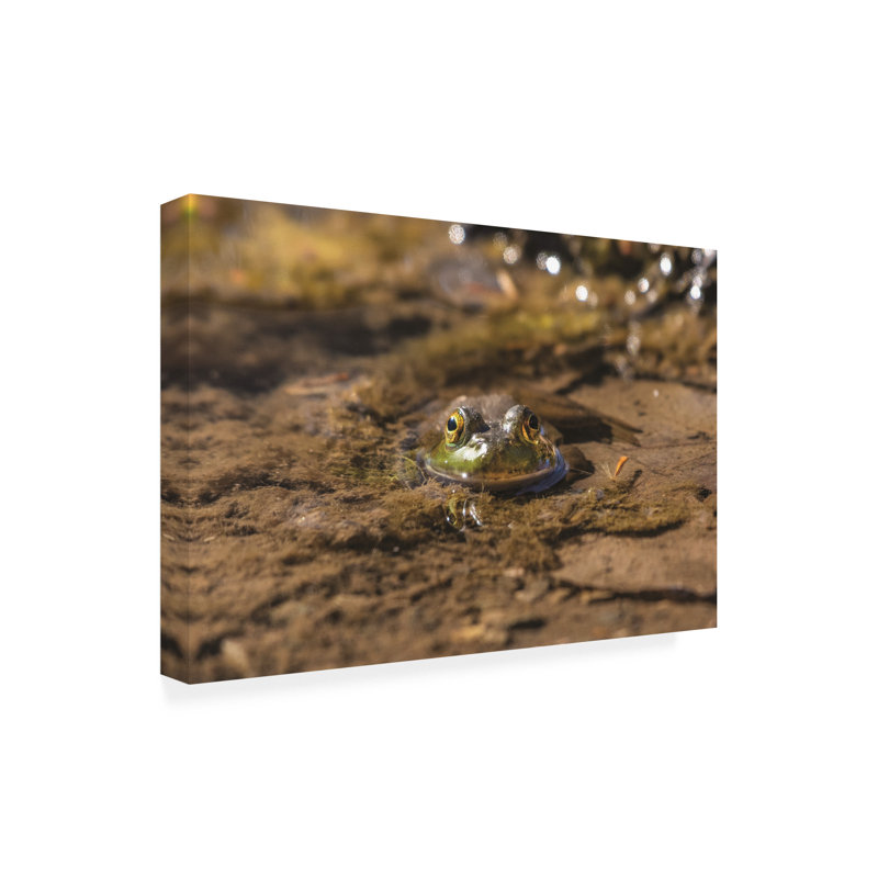 Bolog Kurt Shaffer Frog Staredown Canvas Art, 12" H x 19" W