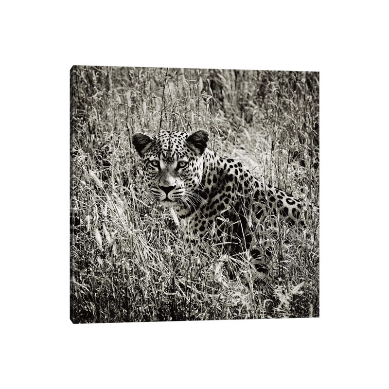 B&W Elusive Leopard by Klaus Tiedge - Wrapped Canvas Print, 45.72 cm H x 45.72 cm W x 1.91 cm D