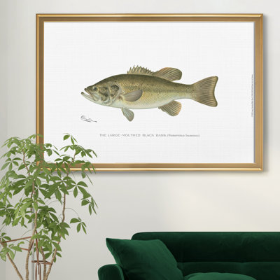 Large Bass Mouthed Black Bass - reproduction d'art sur toile encadrée