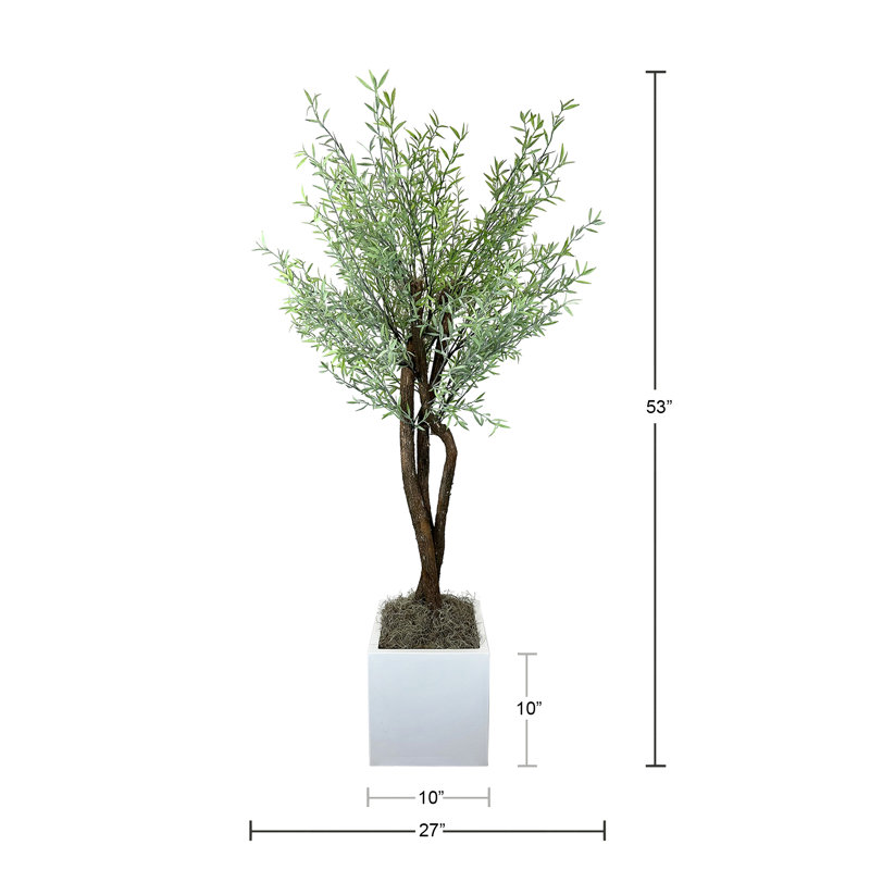 Green Myrtle Tree in White Pot