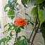 Ensemble de 2 treillis de jardin en métal Charlyn-238430634-253276860