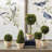 Alby 5 Piece PG Topiaries Potted Set