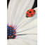 White Daisy and Ladybug - Blue Romantic Framed Canvas Art