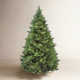  Carolina Pine Tree with Clear Lights