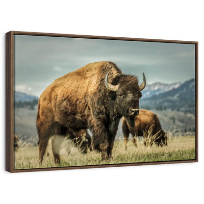 Wyoming Bison