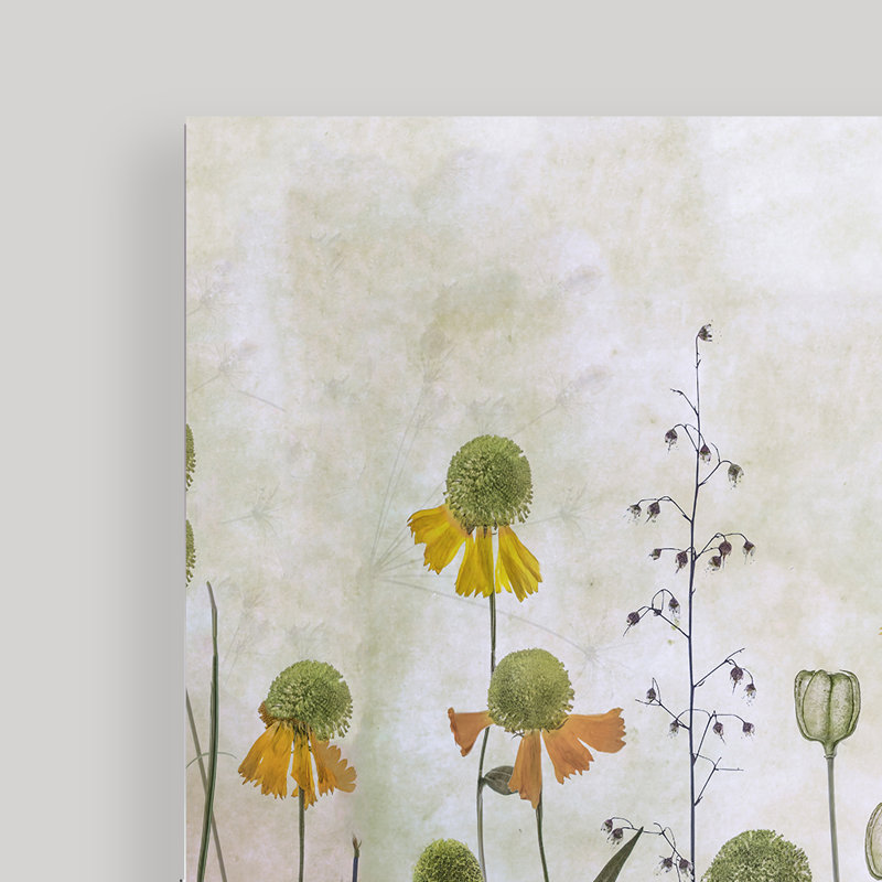 " Helenium ", 12" H x 16" W x 1.5" D