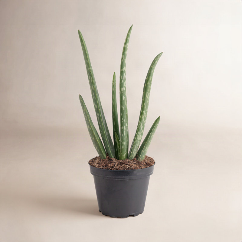 Aloe Vera in Nursery Pot