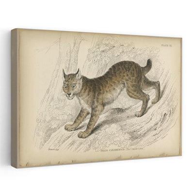 Felis Canadenis Lynx - impression à la demande classique rétro, forêt naturelle, art