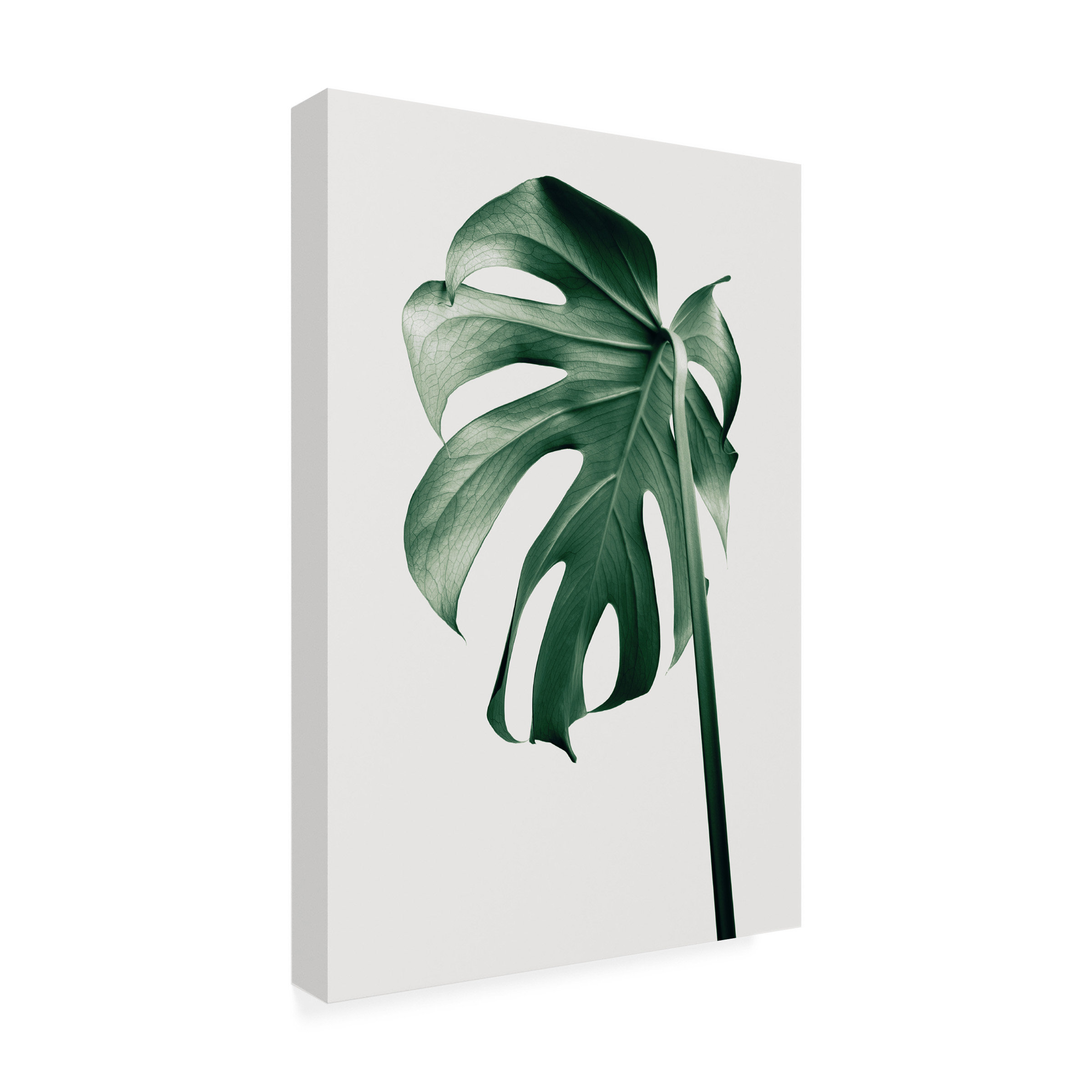 Bay Isle Home Arcelia Monstera Natural 44 Framed On Canvas by Bay Isle ...