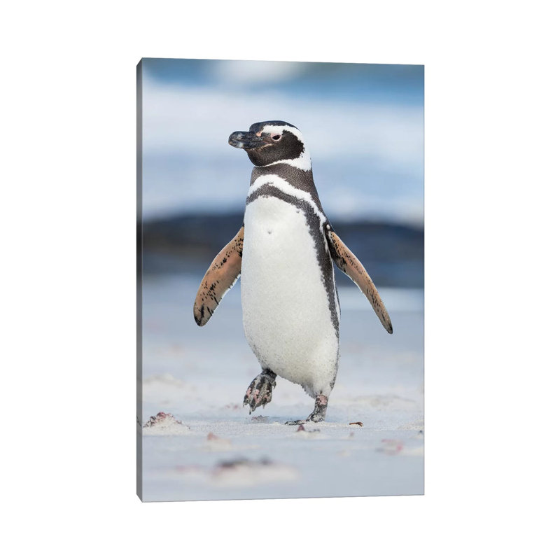 Magellanic Penguin, Falkland Islands. by Martin Zwick - Wrapped Canvas Print, 20.32 cm H x 30.48 cm W
