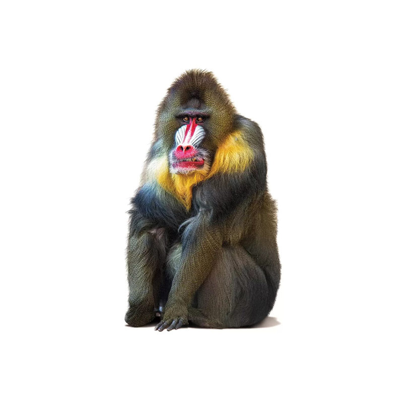 Mandrill Baboon Isolated On White by Susan Richey - Wrapped Canvas Gallery-Wrapped Canvas Giclée