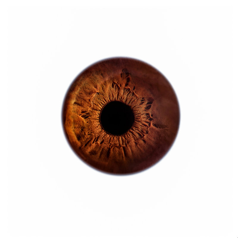 Elena Kulikova Eye See - brun, H 30 po x l 30 po