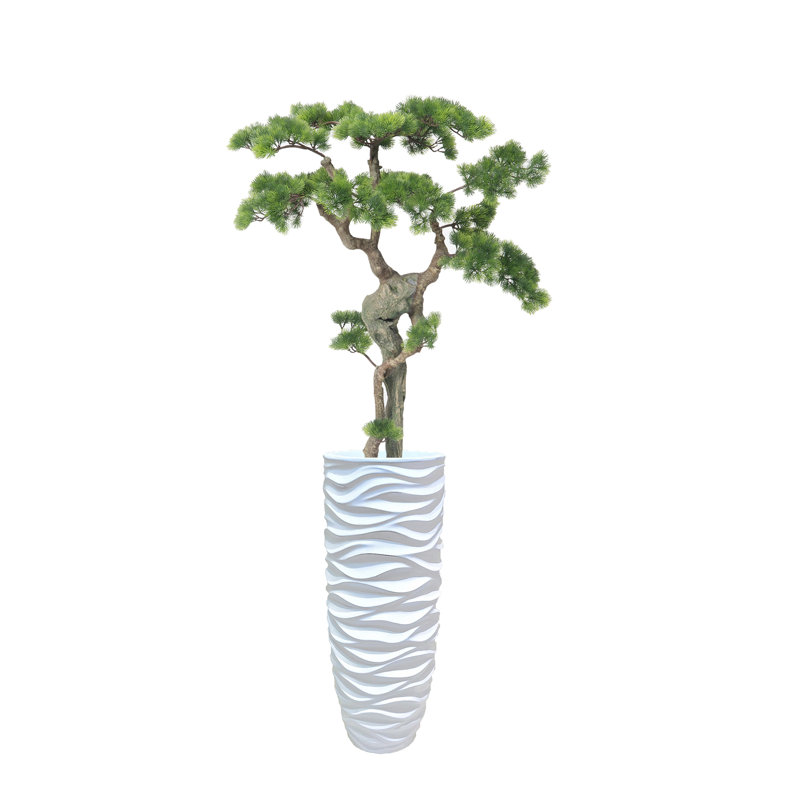 Bonsaï de beauté 68,5 po H