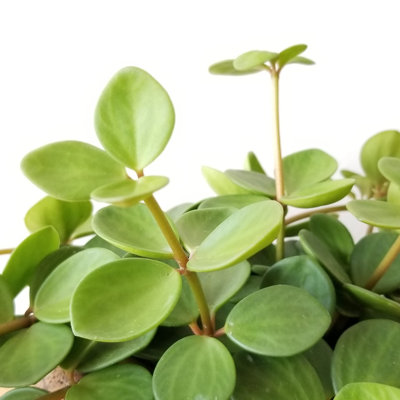 Peperomia Hope - Live Plant in a 2 Inch Pot - Peperomia Rotundifolia - Rare and Elegant Indoor Houseplant