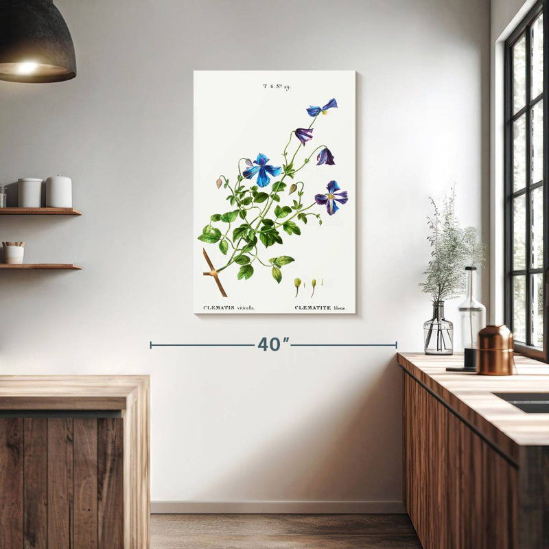 Harnek Clematis Viticella, 39" H x 26" W