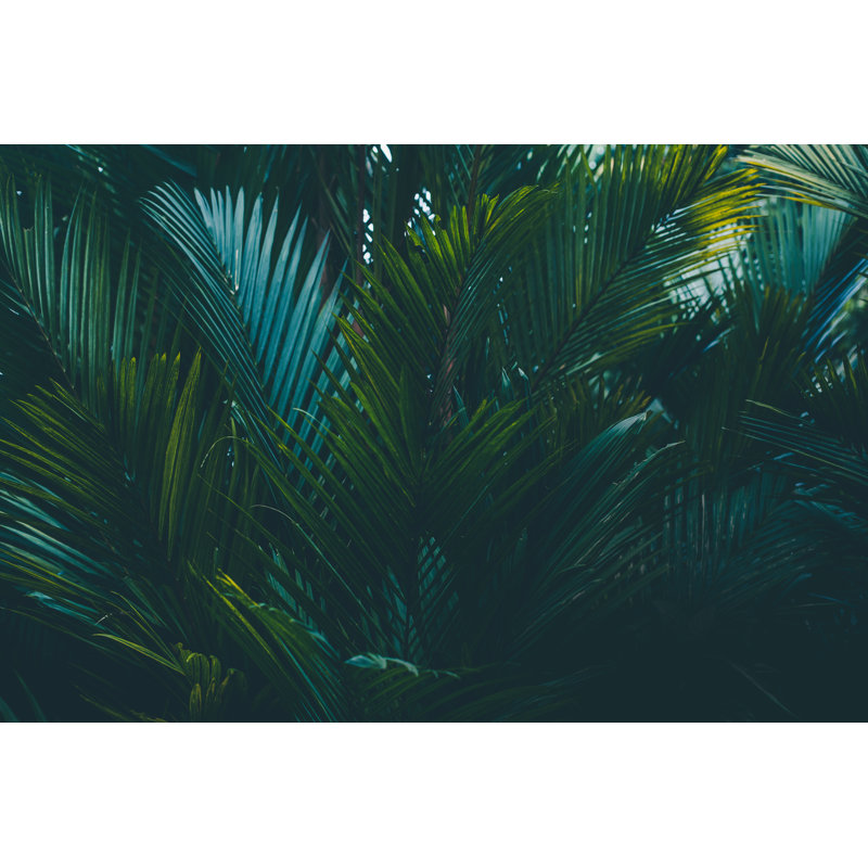 Palm Leaves Background by Jasmina007 - Wrapped Canvas Print, 20cm H x 30cm W