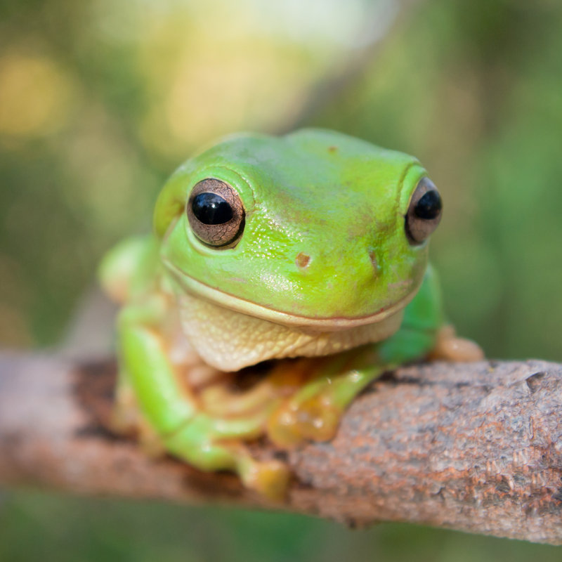 Green Tree Frog par Mycola - Photographie sur toile tendue, H 36 po x l 36 po