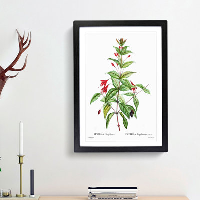 Fuchsia Flowers by Pierre-Joseph Redoute - Picture Frame Painting Print