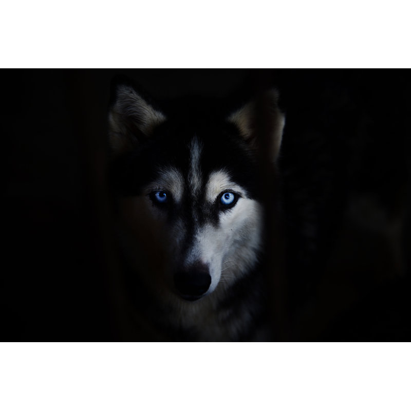 Siberian Husky by BigGabig - Wrapped Canvas Print, 61cm H x 91cm W x 3.8cm D