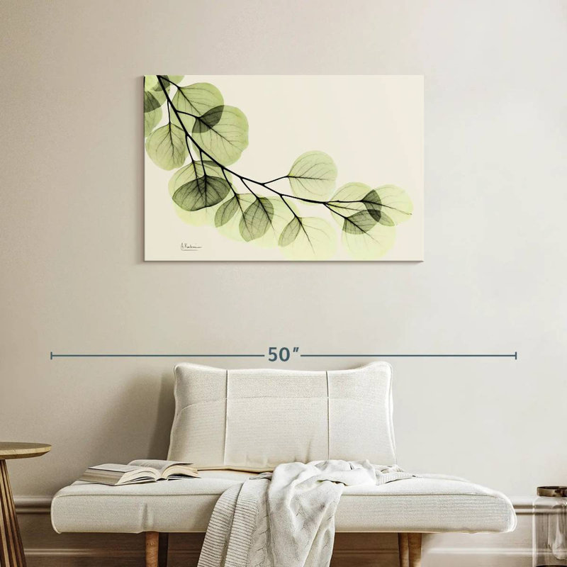 Eucalyptus Harnek Mint, H 24 po x l 36 po