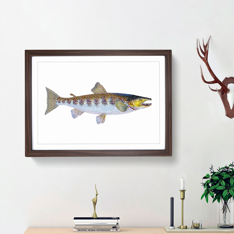 Trout Fish by Edward Donovan - Framed Print, Walnut Framed, 36cm H x 48cm W x 2cm D
