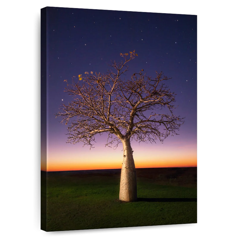 Starry Sky Boab, 12" H x 8" W