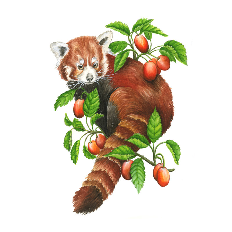 «Red Panda 2» par Leah Tedesco sur, Pas de tapis, H 18 po x l 12 po, Papier avec cadre photo en érable