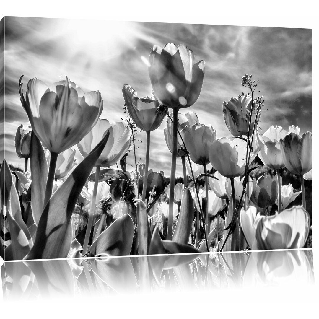 Leinwandbild Blumenwiese Froschperspektive in Monochrom