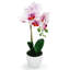 Centres de table orchidées phalaenopsis en pot-1994886768-1996288490