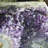 Dynamic, Cut Base Amethyst Geode