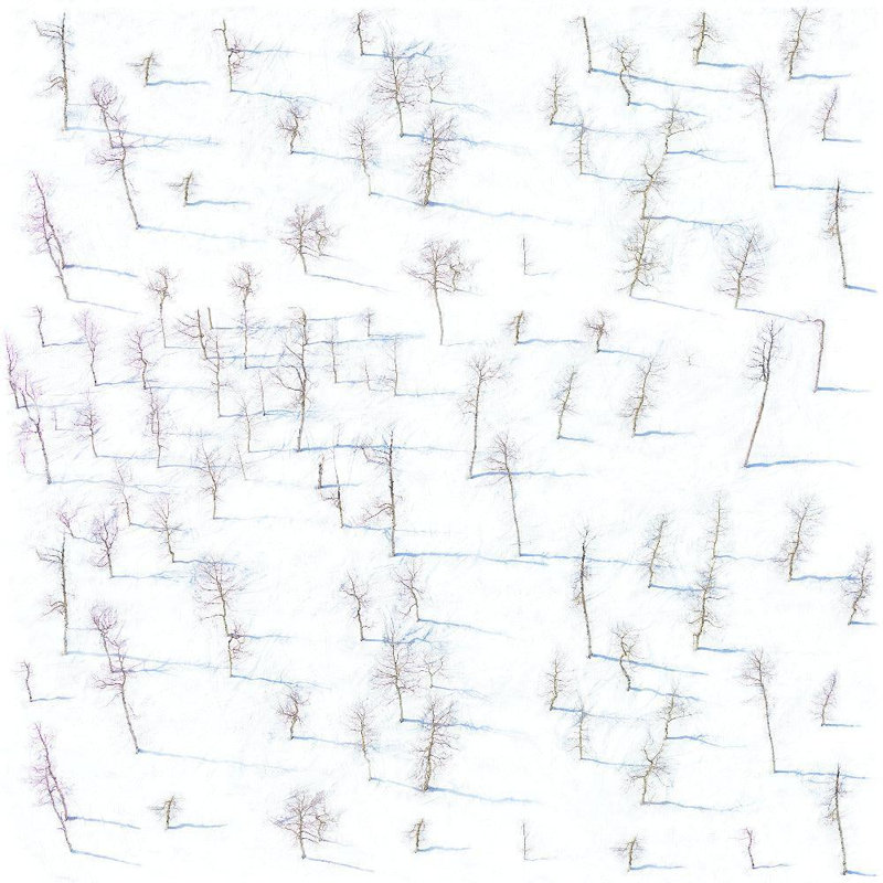 Rouleau de papier peint L 10 pi x l 24 po Birch Trees, Non encollé, Paper