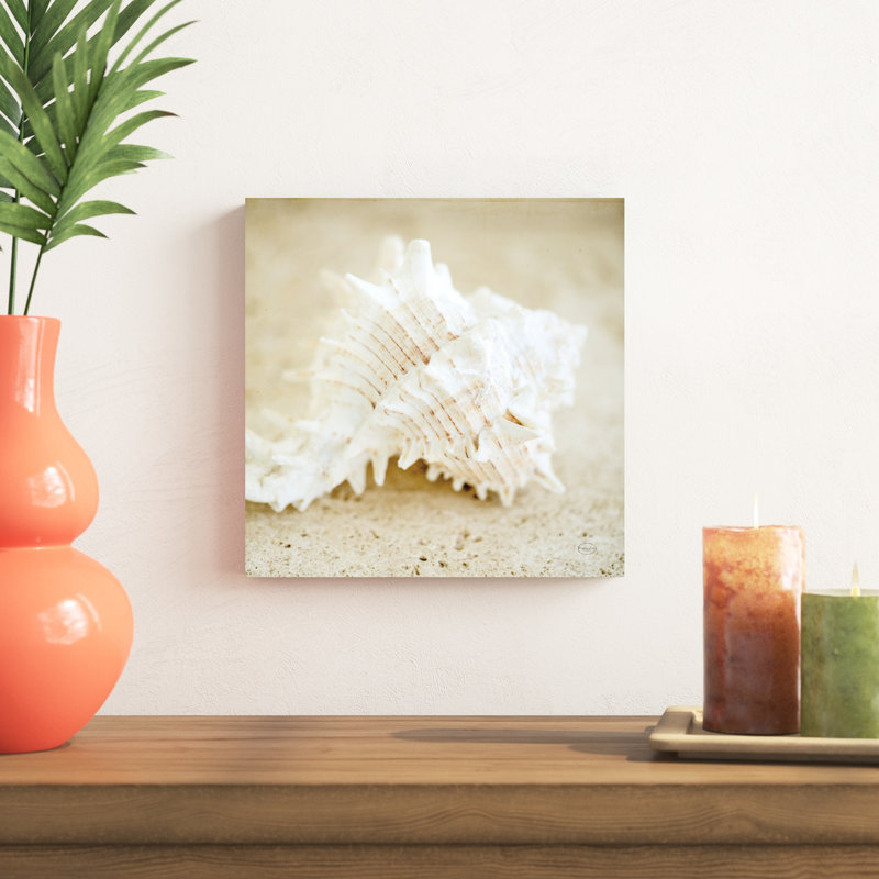 Coquillages de bord de mer II, H 12 po x l 12 po