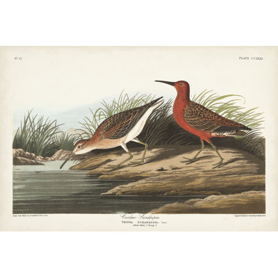 Pl 263 Curlew Sandpiper