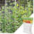 Trellises