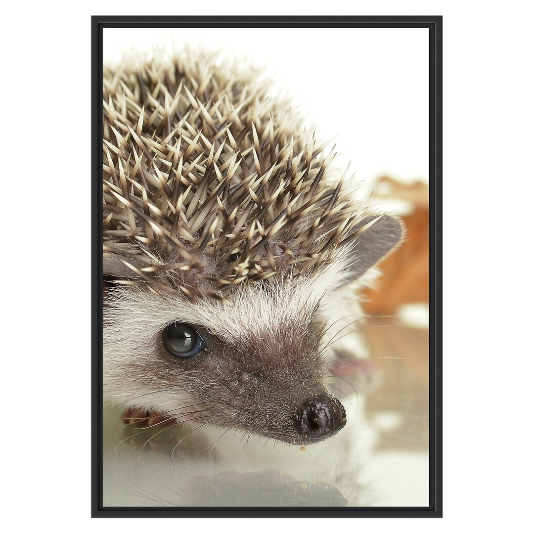 Gerahmtes Wandbild Süßer Igel