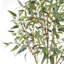 Eucalyptus saule 7 pi ARBRE