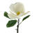 Magnolia Arrangement