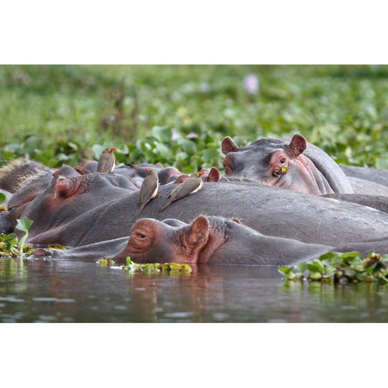 Hippos by Richmatts - No Frame Art Prints on Canvas, 61cm H x 91cm W