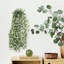 Fausse plante d'intérieur lierre artificiel Pothos d'intérieur