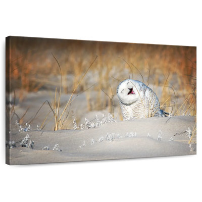 Brampt Funny Snowy Owl