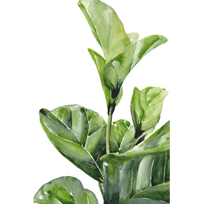 Fiddle Fig I