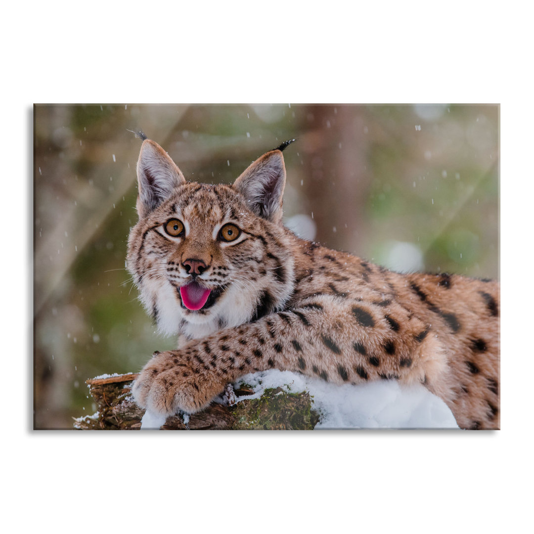 Glasbild Luchs auf einem schneebedeckten Baumstumpf