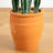 Artificial Cactus in Terracotta Planter-256706795