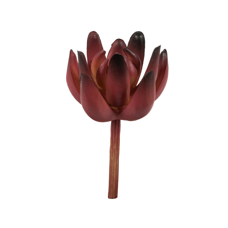 Tige de plante grasse