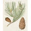Art sur toile tendue, Millwood Pines-1952825408