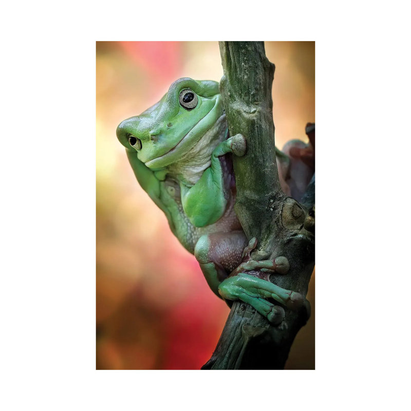 Big Fat Cute Tree Frog 1 Piece Wrapped Canvas Wall Art, 66.04 cm H x 45.72 cm W x 1.91 cm D