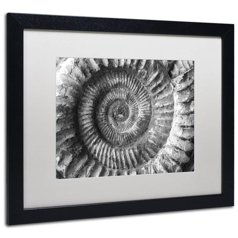« amonita 2 » par moises, reproduction de photo encadrée, H 16 po x l 20 po x P 0,5 po, Blanc