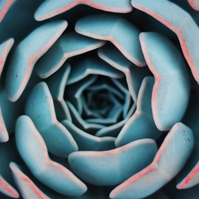 Macro Succulent - Wrapped Canvas Print