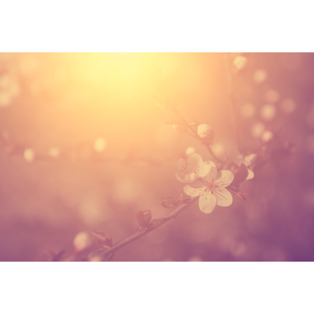 Cherry Blossom Branch by BalazsKovacs - Wrapped Canvas Print