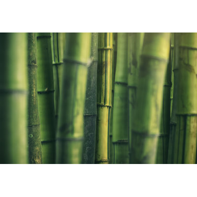 Bamboo Grove - Wrapped Canvas Print